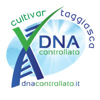 La Cultivar Taggiasca